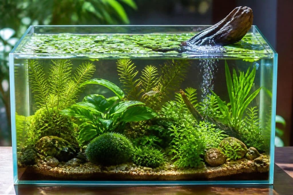 découvrez des méthodes naturelles et efficaces pour oxygéner votre aquarium sans utiliser de pompe, afin d'assurer un environnement sain pour vos poissons.