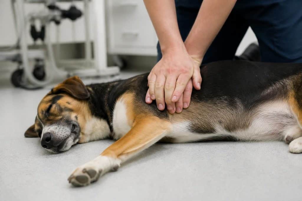apprenez à réaliser un massage cardiaque efficace sur un chien pour sauver sa vie en cas d'urgence. guide étape par étape et conseils indispensables.